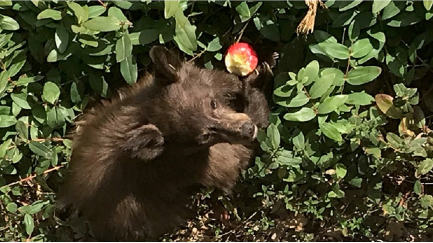 クマが フレンドリーな犬 のような振る舞い 原因不明の謎の脳炎で ハフポスト World