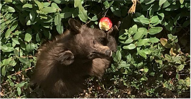 クマが フレンドリーな犬 のような振る舞い 原因不明の謎の脳炎で ハフポスト