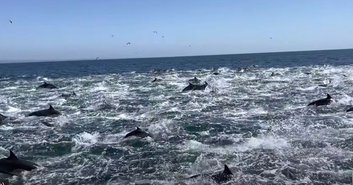 これがイルカの「スタンピード」。海原に出現したイルカの大群に息を呑む