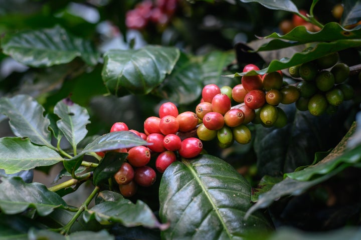 A coffee "bean" is actually the seed you'll find inside this fruit, which is also called a coffee "cherry."