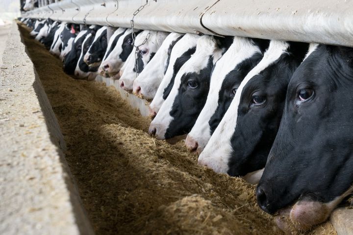 Dairy cows emit methane, and the feed given to cows is produced with synthetic fertilizers, pesticides and water resources.