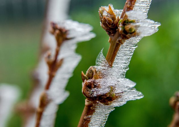 En ce mois d'avril 2021, l'agriculture française subit de plein fouet des gelées dévastatrices pour les plantes (photo d'archive prise en janvier 2015 à Godewaersvelde , dans le Nord)