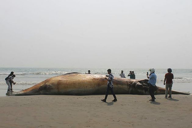 Une baleine sur la plage de Cox's Bazar le 9 avril 2021 au Bangladesh.