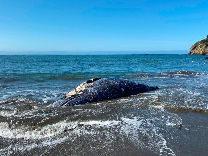 This Thursday, April 8, 2021 photo provided by the Marine Mammal Center shows an adult female gray whale that washed up on Muir Beach cause of death believe to be trauma due to ship strike.