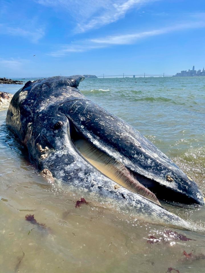 This photo Thursday, April 8, 2021 photo provided by The Marine Mammal Center shows a subadult male gray whale on Angel Island State Park via San Francisco Bay, Berkeley Marina cause of death was undetermined. 