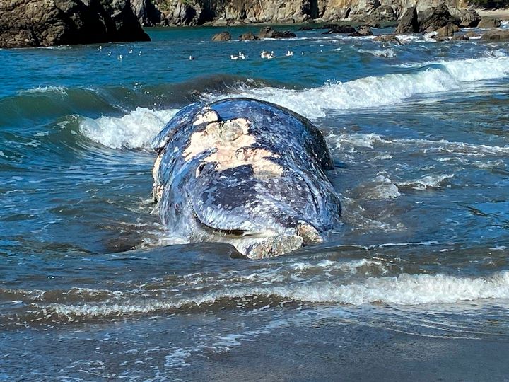 This Thursday, April 8, 2021 photo provided by the Marine Mammal Center shows an adult female gray whale that washed up on Mu