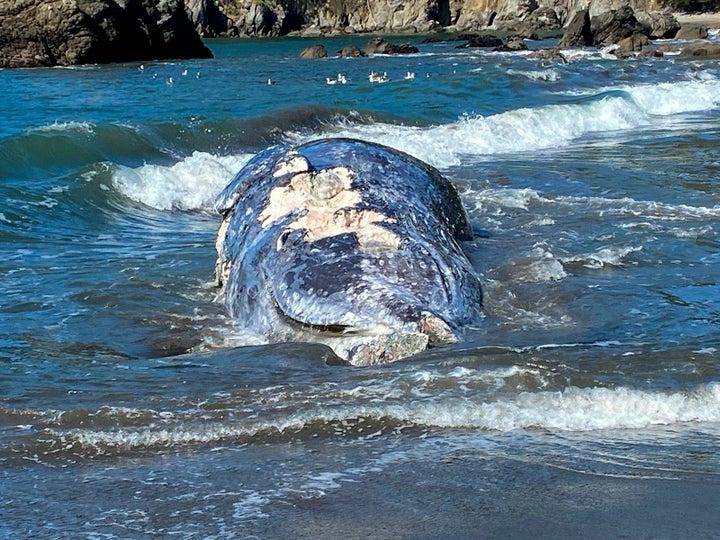 This Thursday, April 8, 2021 photo provided by the Marine Mammal Center shows an adult female gray whale that washed up on Muir Beach cause of death believe to be trauma due to ship strike. 