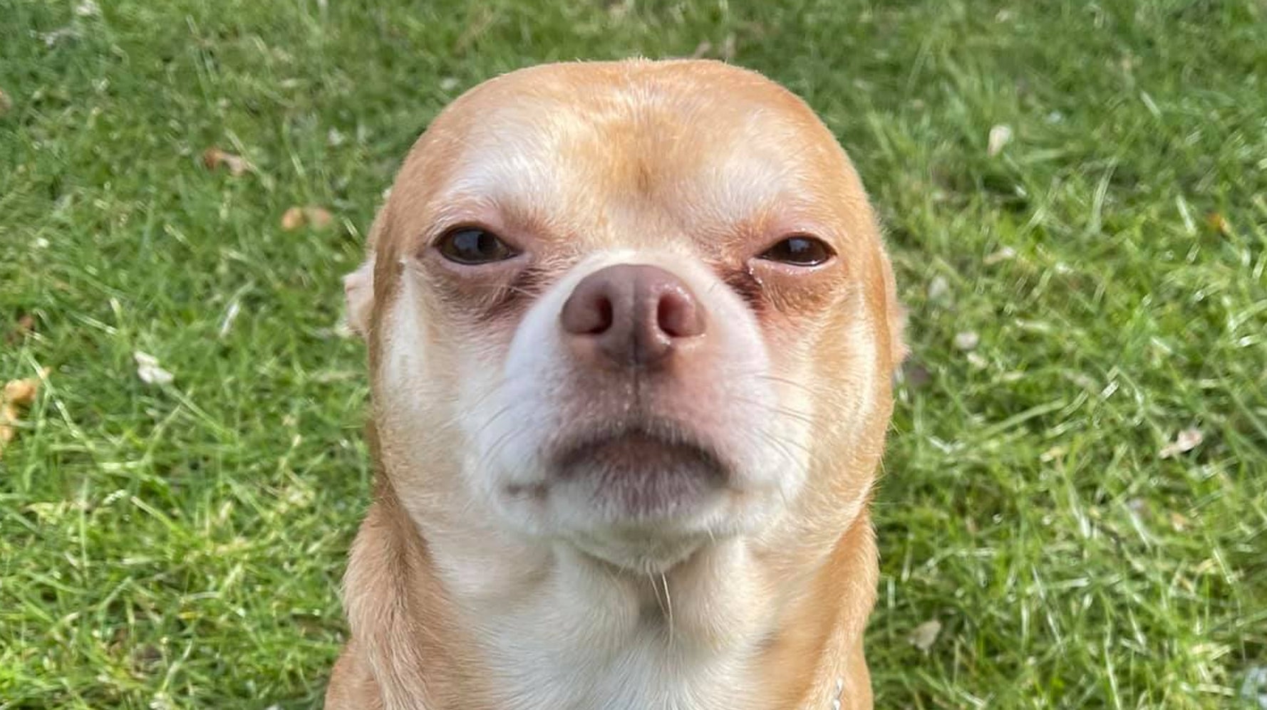 ‘Rage Machine’ Chihuahua Finds His Forever Home