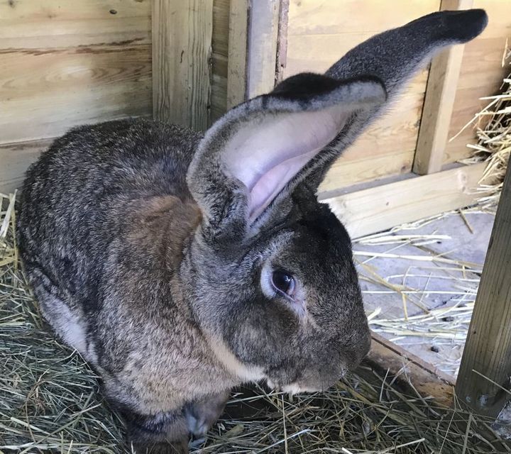 Darius, a Continental Giant rabbit who holds the Guinness World Records citation for the world’s longest rabbit, disappeared from his enclosure in a backyard in the village of Stoulton over the weekend.
