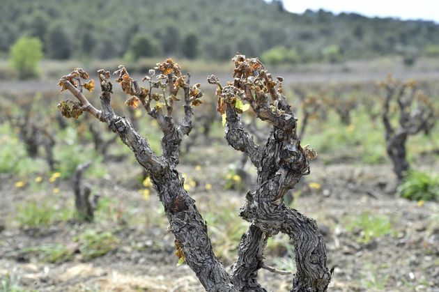 Des bourgeons de vigne endommagés par le gel à Estagel, près de Perpignan, le 13 avril 2021.