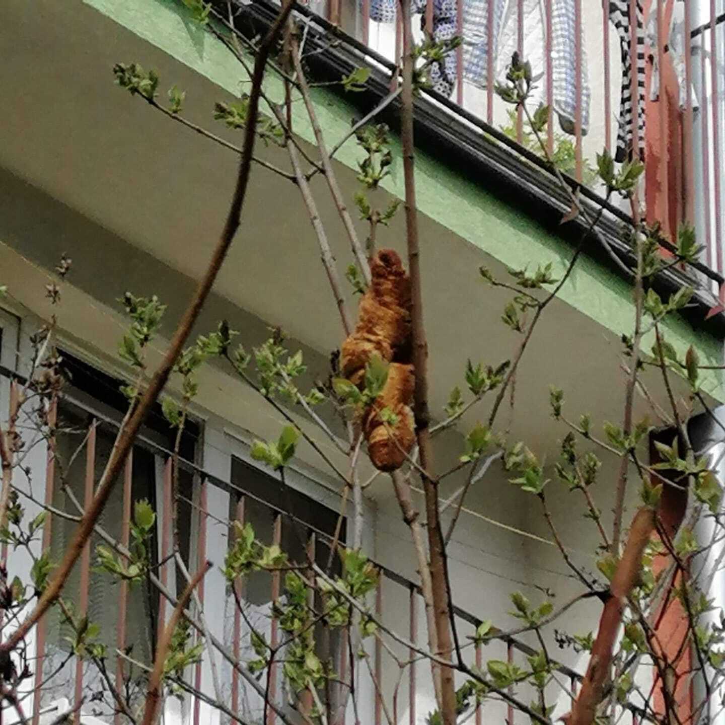 Ce "croissant sauvage" a effrayé les Polonais