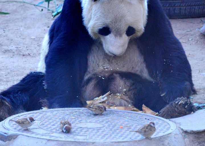（イメージ）スズメを見守るパンダ＝2021年、北京