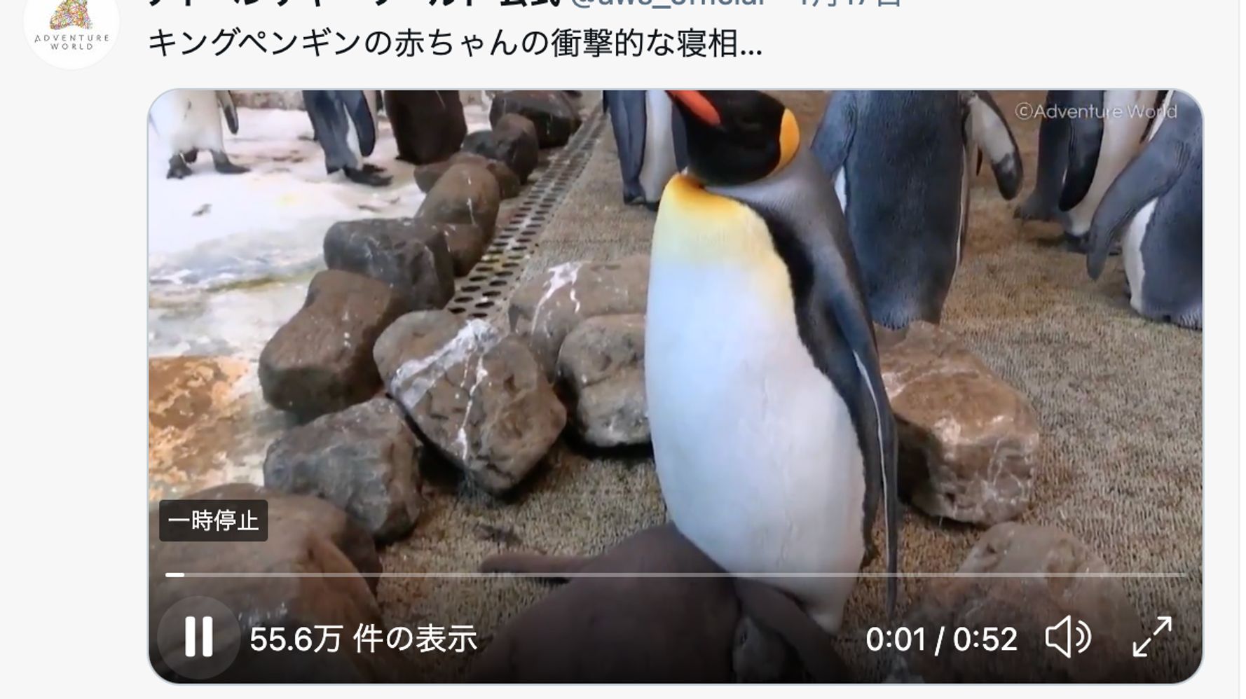 首 とれてない キングペンギンの赤ちゃんの寝相がホラーだった 動画 ハフポスト