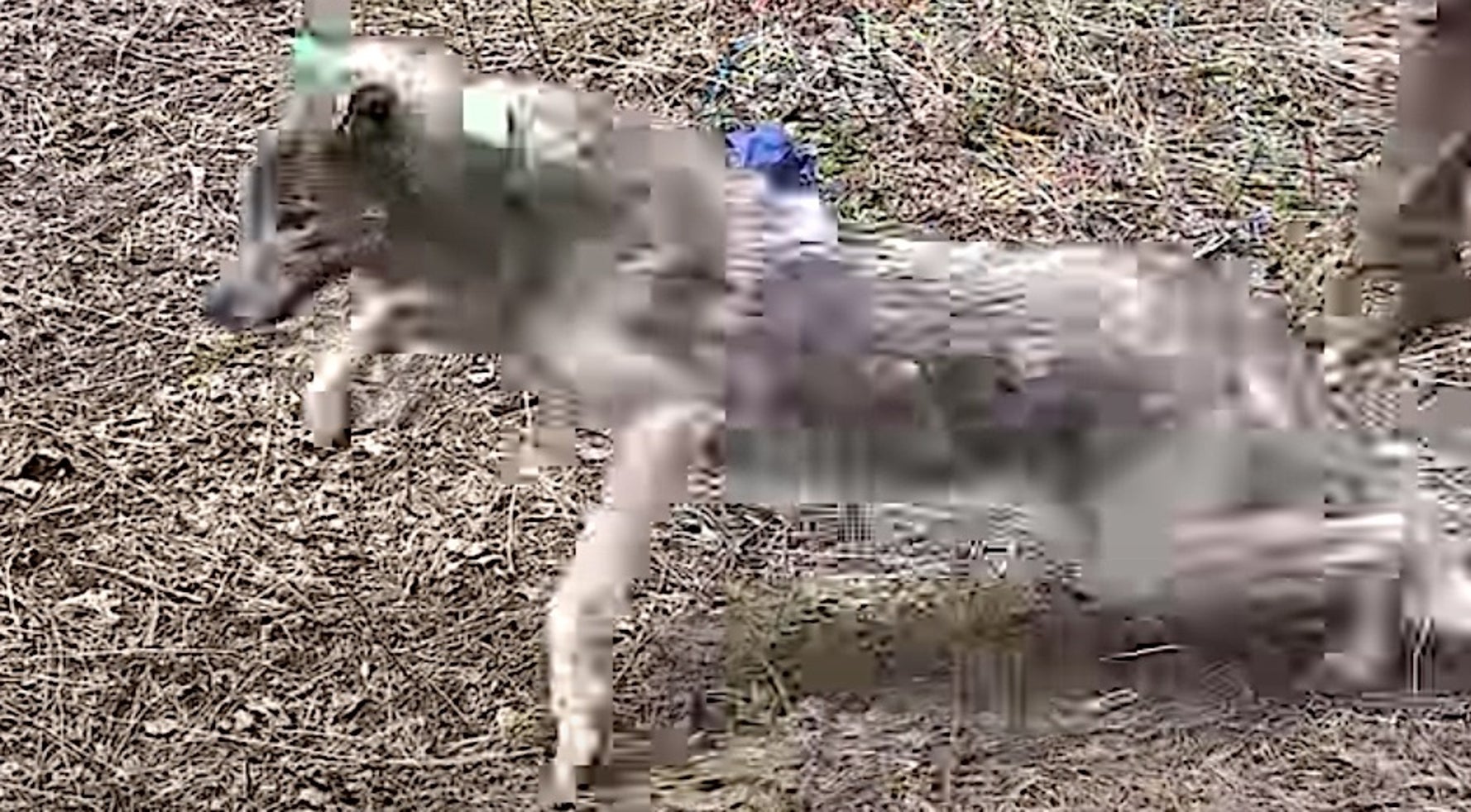 First-Ever Wild Wolf Collar Camera Shows What They Really Do All Day Long