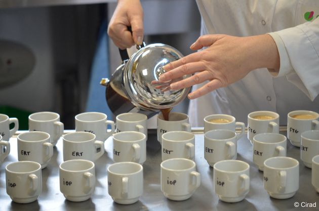 Une ancienne variété de café plus résistante aux chaleurs a fait ses preuves lors d'une dégustation à l'aveugle par des professionnels de l'industrie.