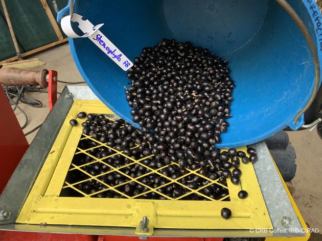 La variété coffea stenophylla pousse dans un environnement ombragé, propice à l'agroforesterie, la culture sous les arbres.