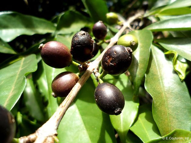 Le coffea stenophylla est une variété qui pousse dans des températures moyennes de 6°C supérieur à celles de l