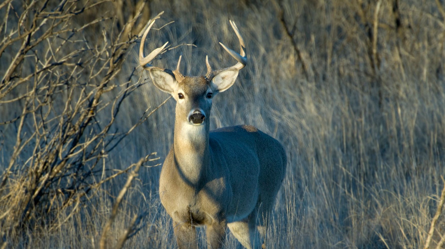 A Texas Rancher Cloned Deer For Years. Some Lawmakers Want To Legalize It.