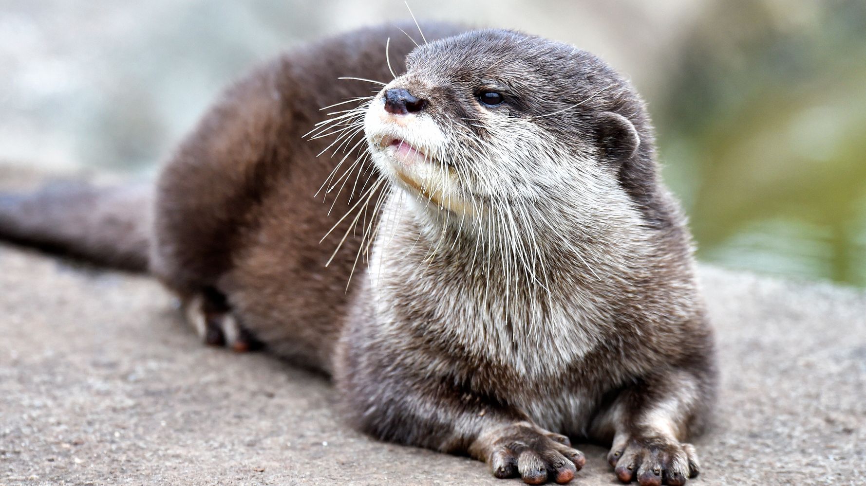 It turns out that otters can also get COVID-19