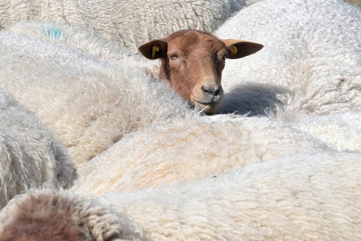 Lanolin is essentially the skin oil from sheep and is "great for trapping moisture into the skin," says dermatologist Stacy Chimento.