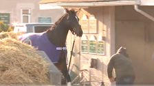 Kentucky Derby Horse Midnight Bourbon Says Neigh To His Bath And Goes Bonkers  The New York 