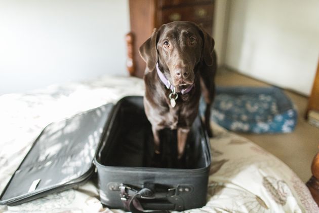 Une garde alternée des animaux en cas de divorce en Espagne? (photo d'illustration)