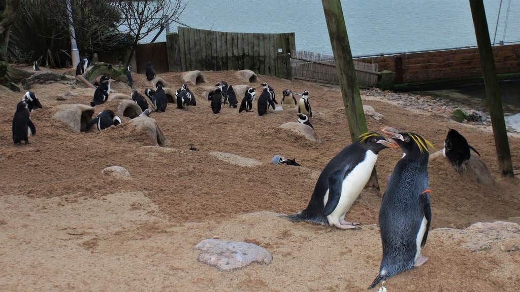 The Living Coasts penguins in happier times.