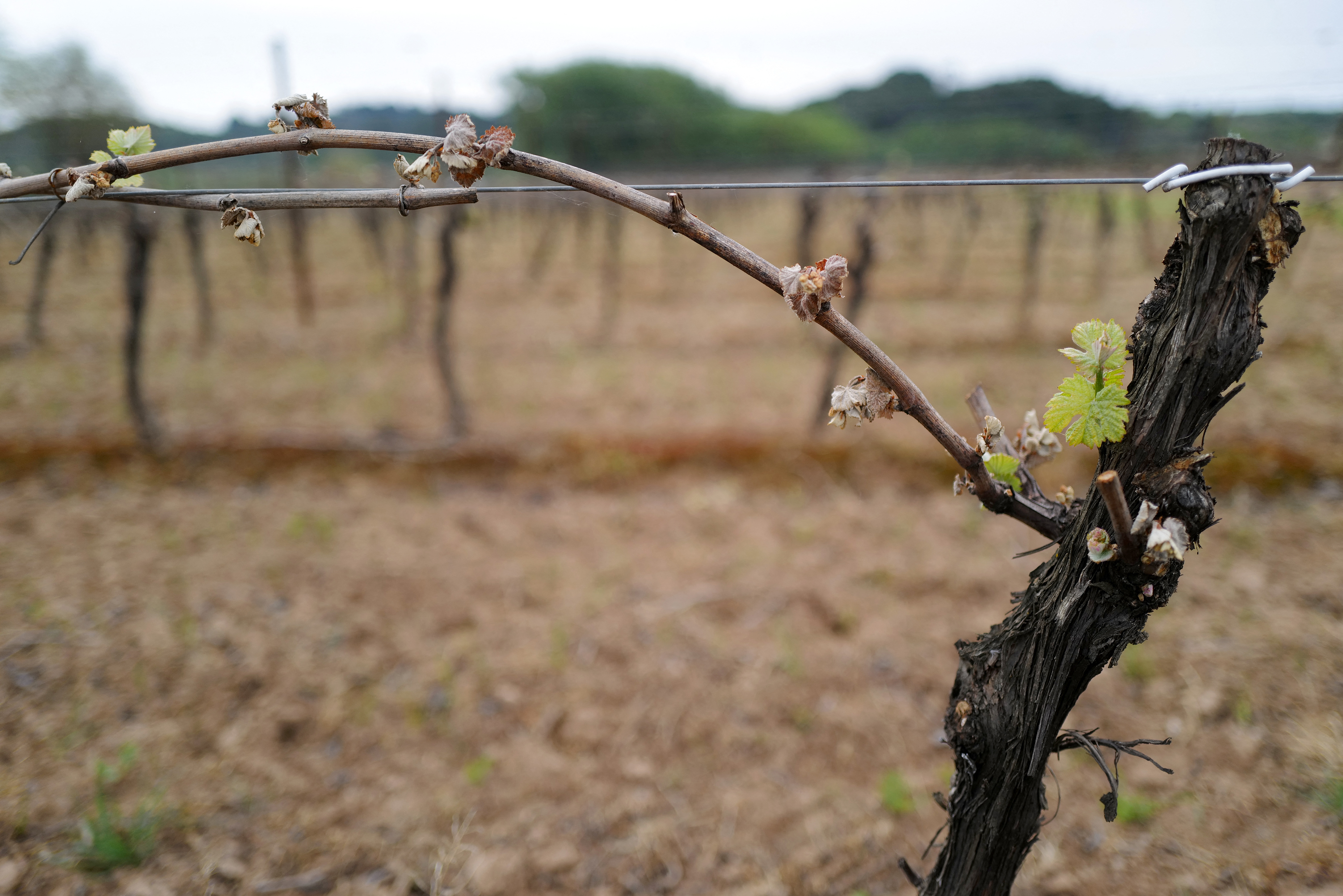 À cause du gel, la France pourrait produire 2 milliards de bouteilles de vin en moins