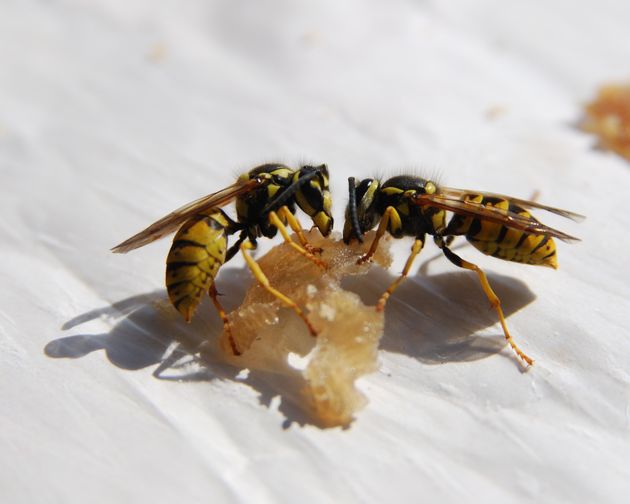 7 Tips For Dealing With Wasps If Theyre Doing Your Head In