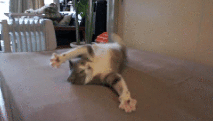 Gato haciendo cosas locas.