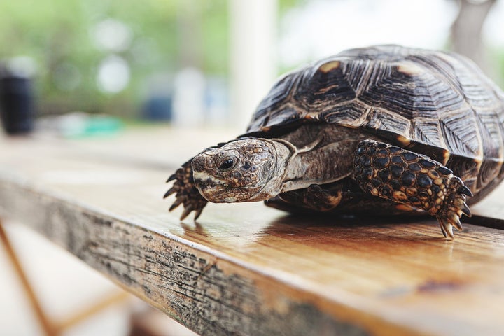 A 71-year-old woman riding with her daughter on Florida’s Interstate 95 suffered a gashed forehead Wednesday when a turtle smashed through the windshield of their car. (not pictured).