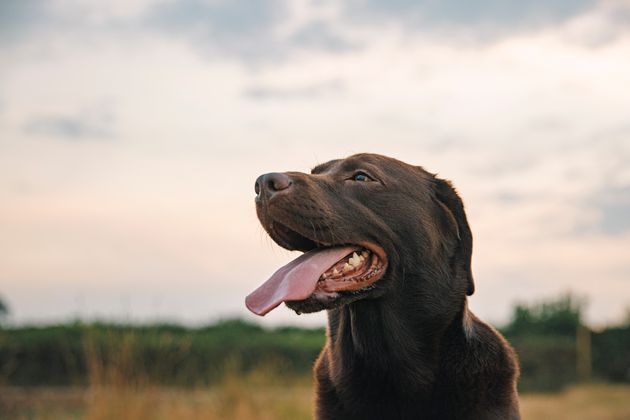 Une association lance un appel à l'adoption de 350 animaux de laboratoire. (photo d'illustration)