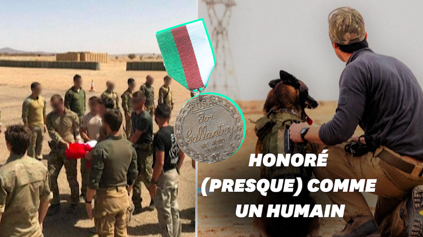 Leuk, le premier chien de l'armée française décoré au Royaume-Uni | Le HuffPost