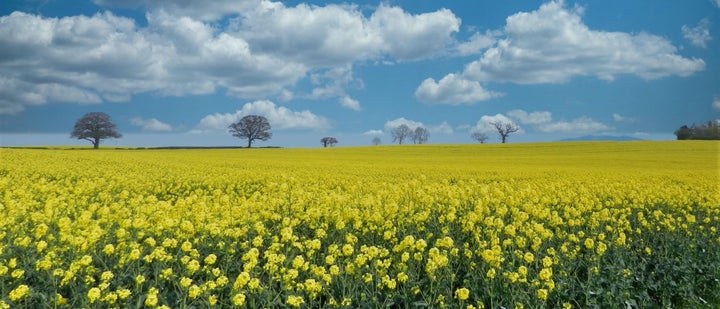 Tanya Wightman, from Warrington, says she was "stunned by the Rapeseed colours" when she dr past this field, so she pulled over the take a snap. 