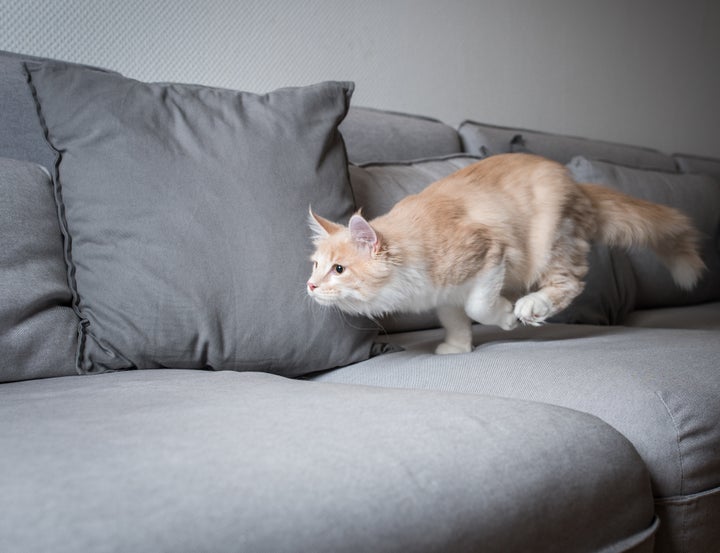 Gato corriendo por el sofá.