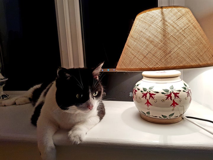 Gato despierto por la noche.