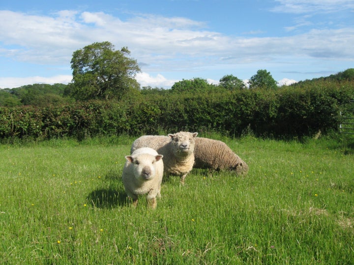 Lynne Brooks enjoyed photographing these fluff balls in Wales. 