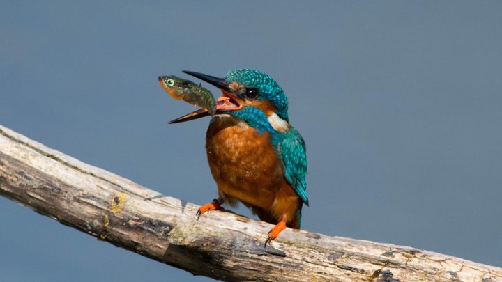 Allan Fullarton, from Washington, Tyne and Wear, says capturing this perfectly timed photo required "a lot of patience and luck."