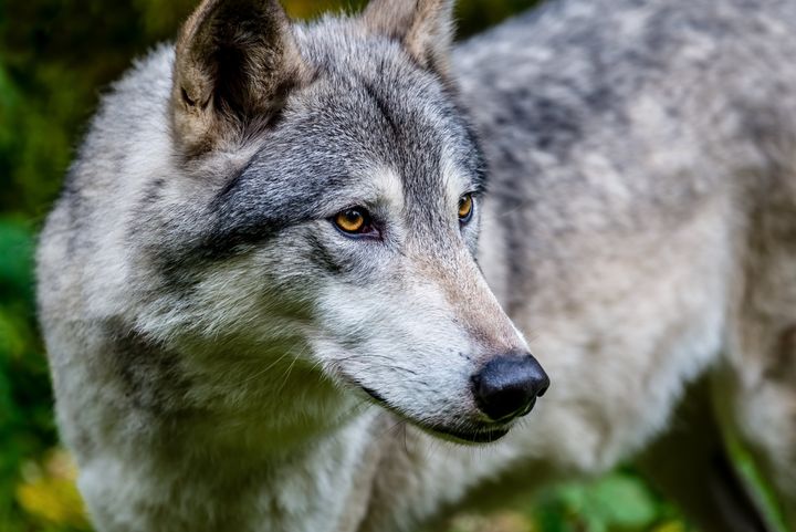 Close-up of a gray wolf in Alaska.