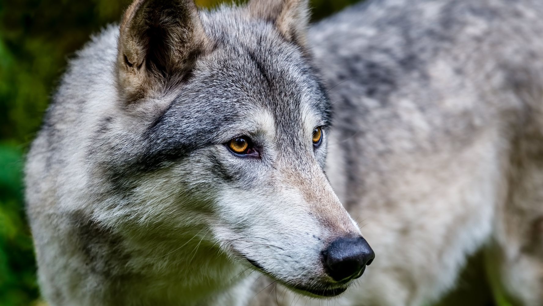 Idaho Senate OKs Bill To Kill Up To 90% Of The State's Wolves
