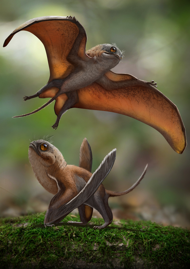 スター ウォーズの ポーグ そっくり 新種の翼竜がキモかわいい 比較画像 ハフポスト スター ウォーズの ポーグ そっくり 新種の翼竜がキモかわいい 比較画像 ハフポスト