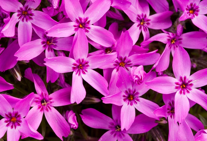 Moss pink, pictured, is the flower that inspired the name of April supermoons.