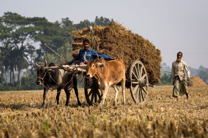 Un hombre cosecha arroz en un carro de vacas en Bangladesh.