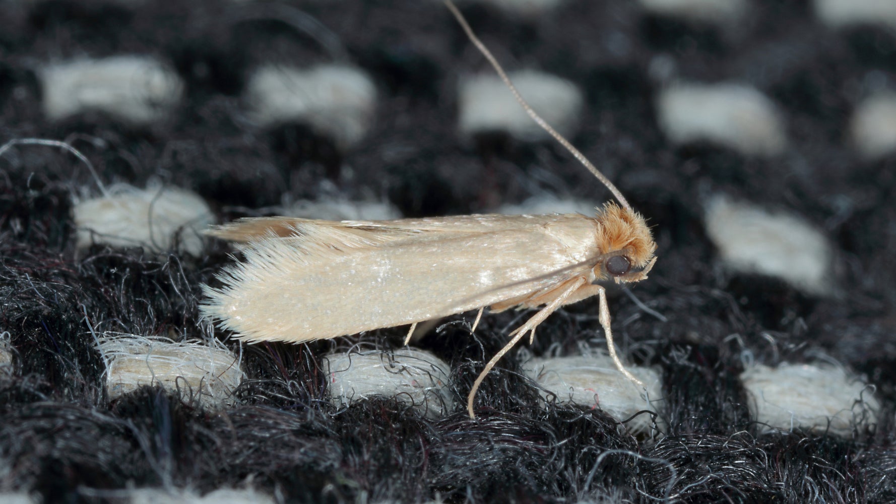 How to Get Rid of Moth Larvae