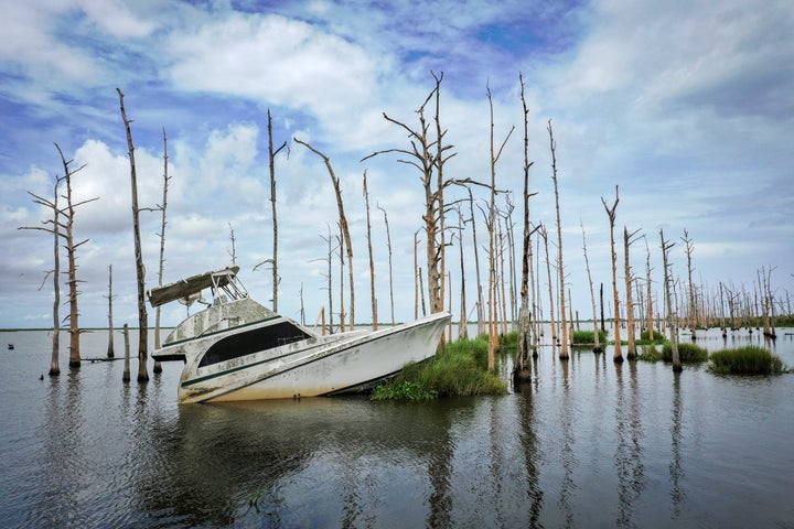 An abandoned boat sitsamid dead cypresses in coastal waters off Venice, Louisiana, in August 2019. Many oaks and cypress tree