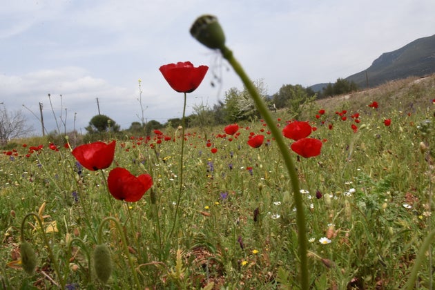 Η φύση της Αργολίδας