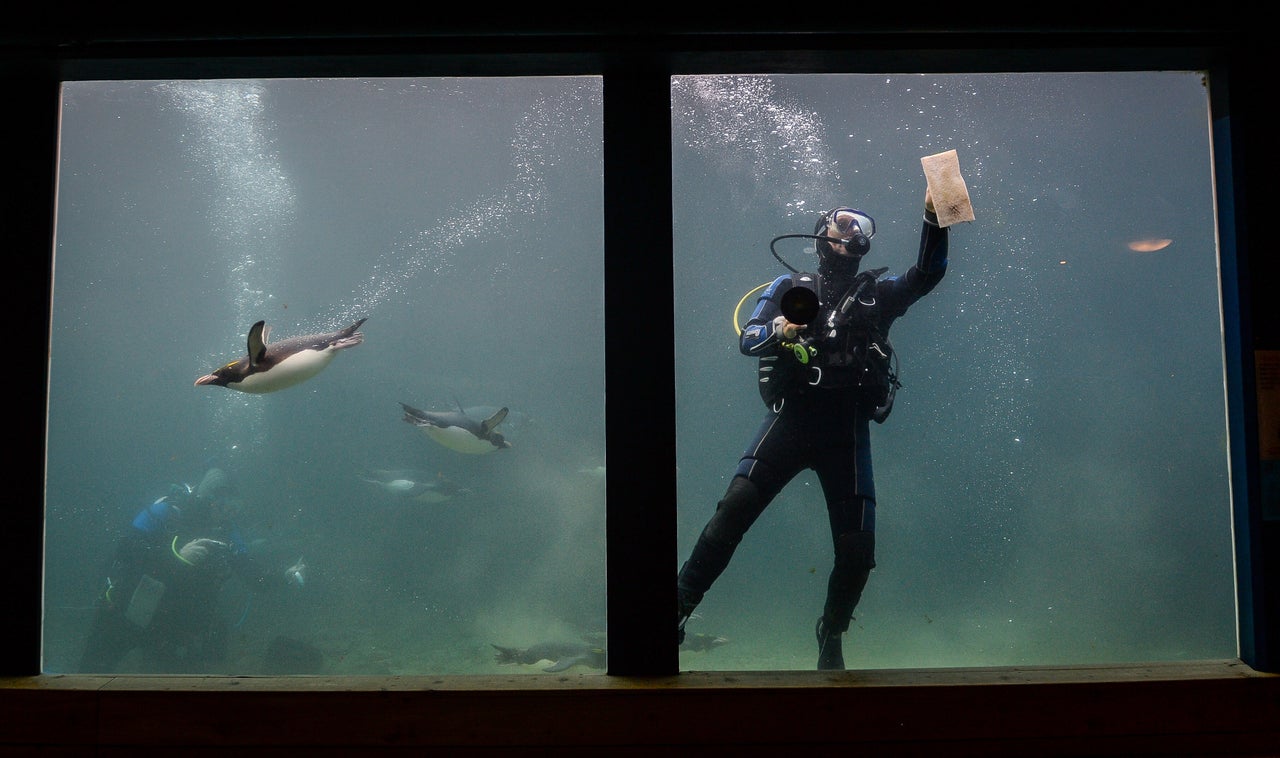 Cleaning the tanks at Living Coasts before its closure.