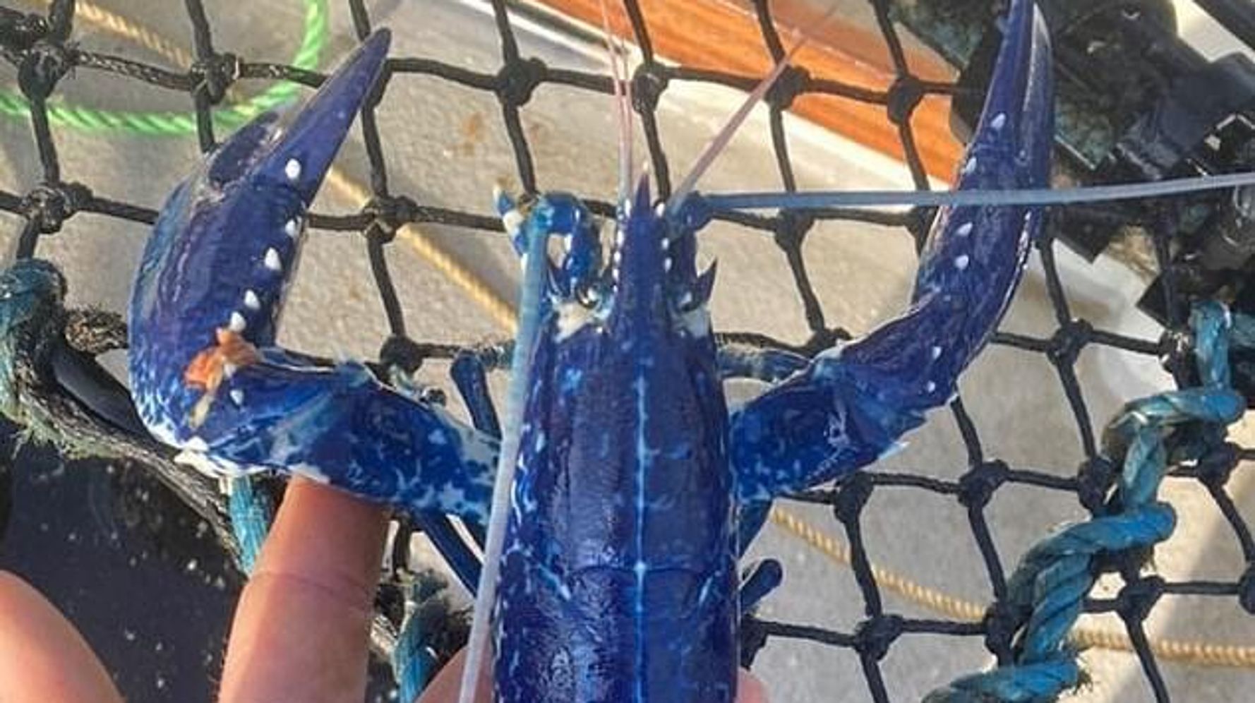 Once In A Blue Lobster: Angler Discovers Incredibly Rare Sea Creature