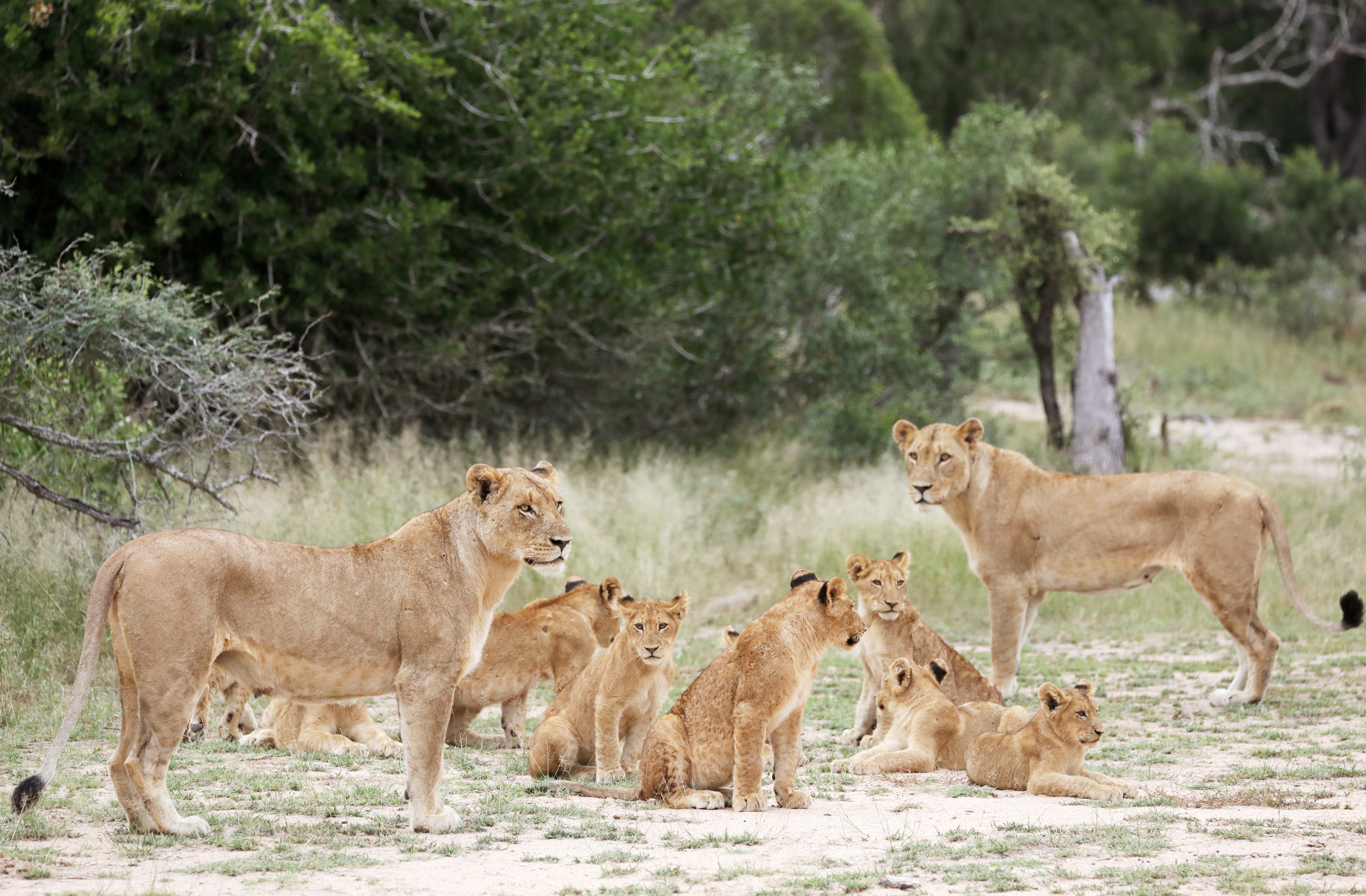 L'Afrique du Sud va interdire l'élevage de lions en captivité pour la chasse
