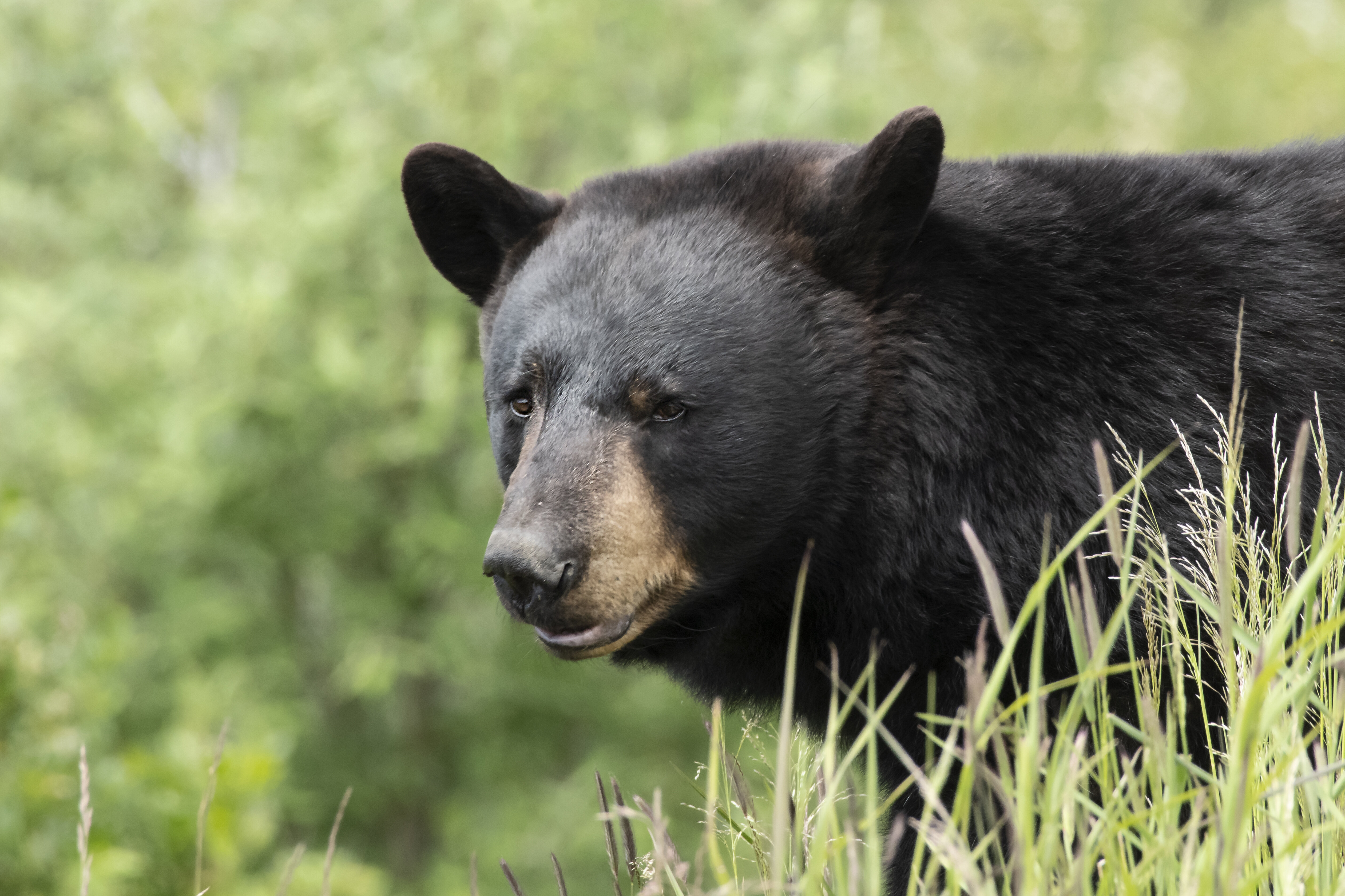 Colorado Woman Killed In Apparent Bear Attack While Walking Her Dogs ...